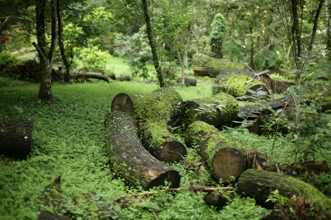Dense tropical hardwood logs, the raw material behind premium charcoal