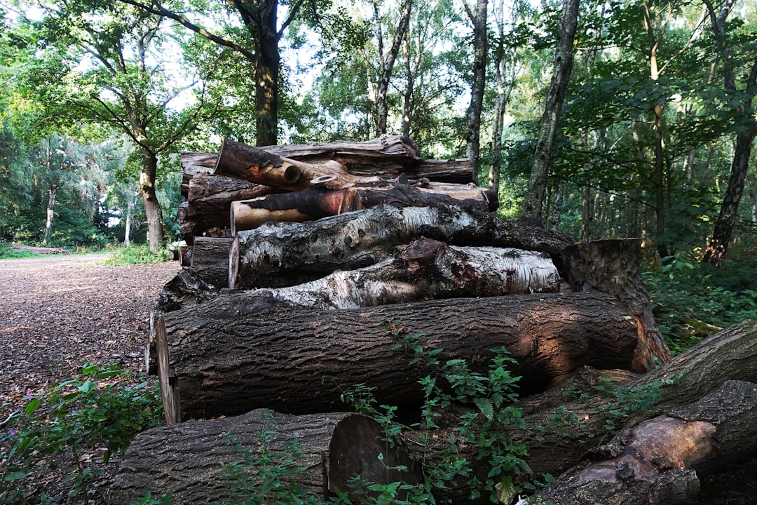 Dense tropical hardwood logs, the raw material behind premium charcoal