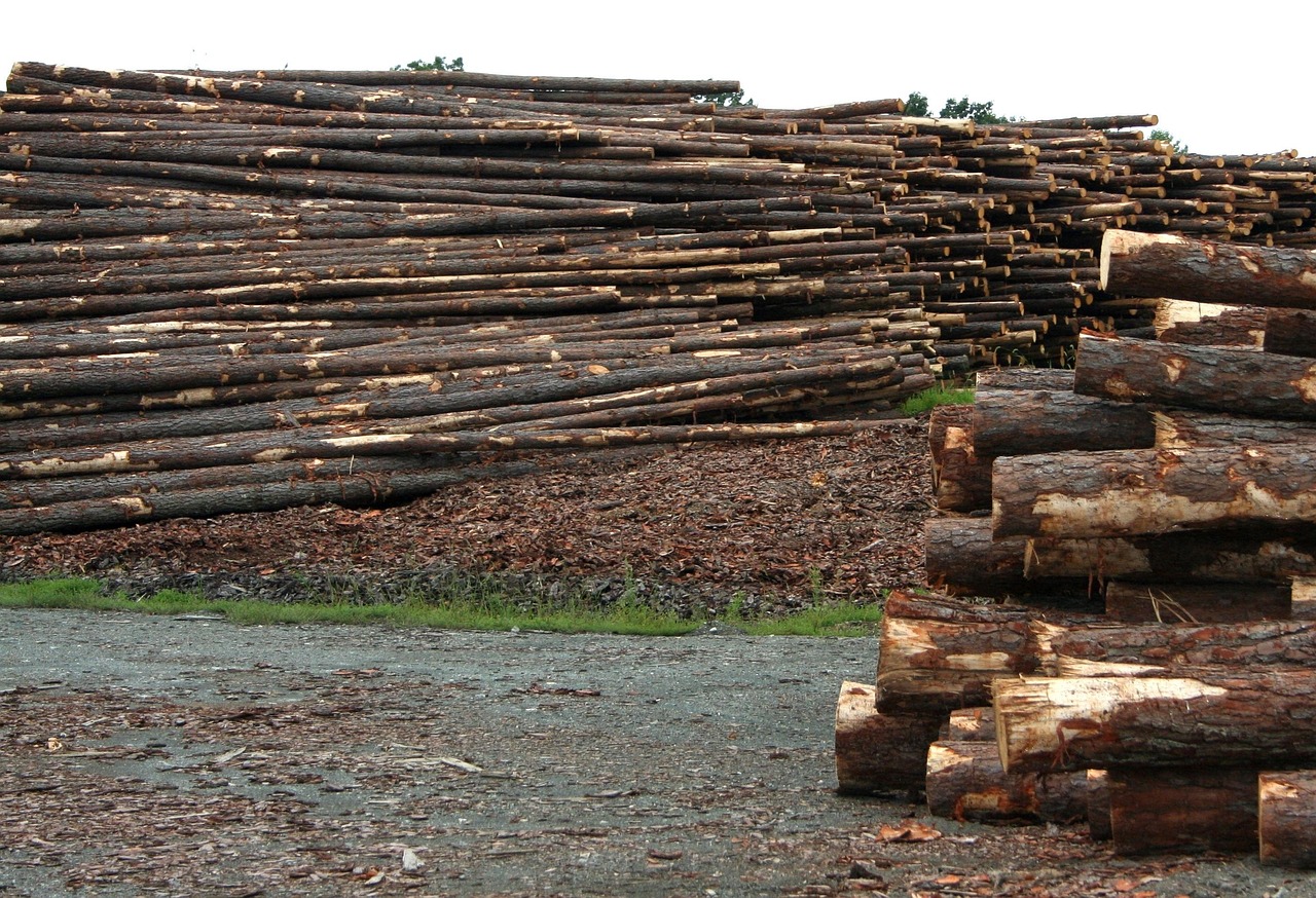 Dense tropical hardwood logs, the raw material behind premium charcoal