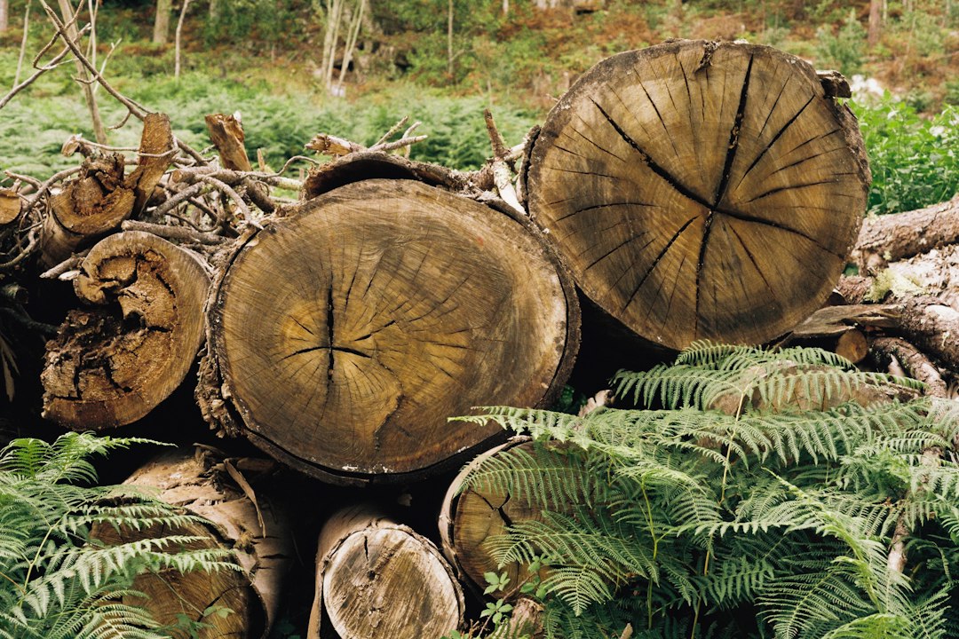 Dense tropical hardwood logs, the raw material behind premium charcoal — Can You Use Wood in a Charcoal Grill?