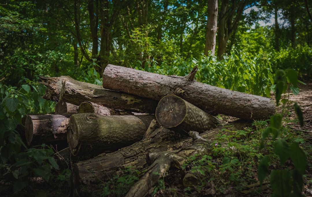 Dense tropical hardwood logs, the raw material behind premium charcoal