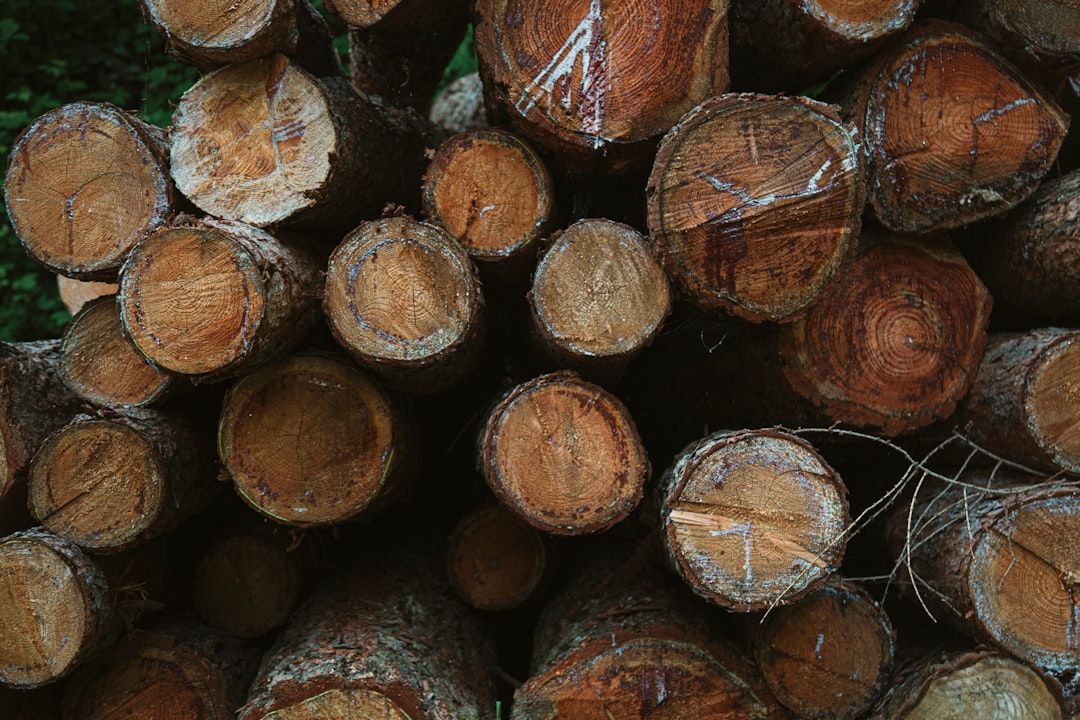 Dense tropical hardwood logs, the raw material behind premium charcoal