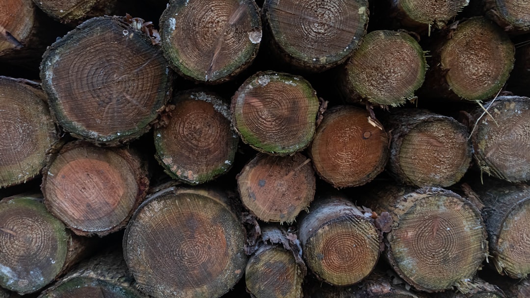Dense tropical hardwood logs, the raw material behind premium charcoal