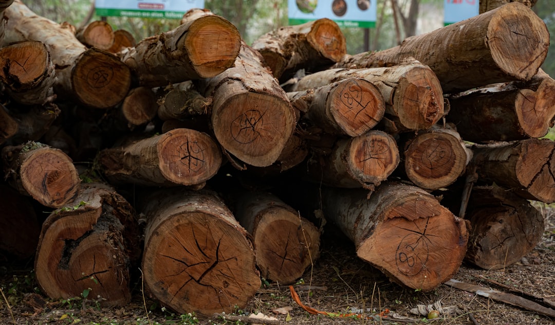 Dense tropical hardwood logs, the raw material behind premium charcoal