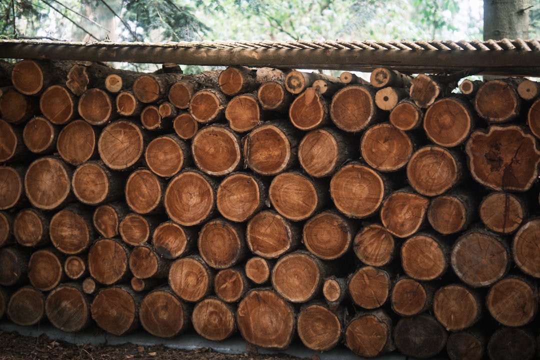 Dense tropical hardwood logs, the raw material behind premium charcoal