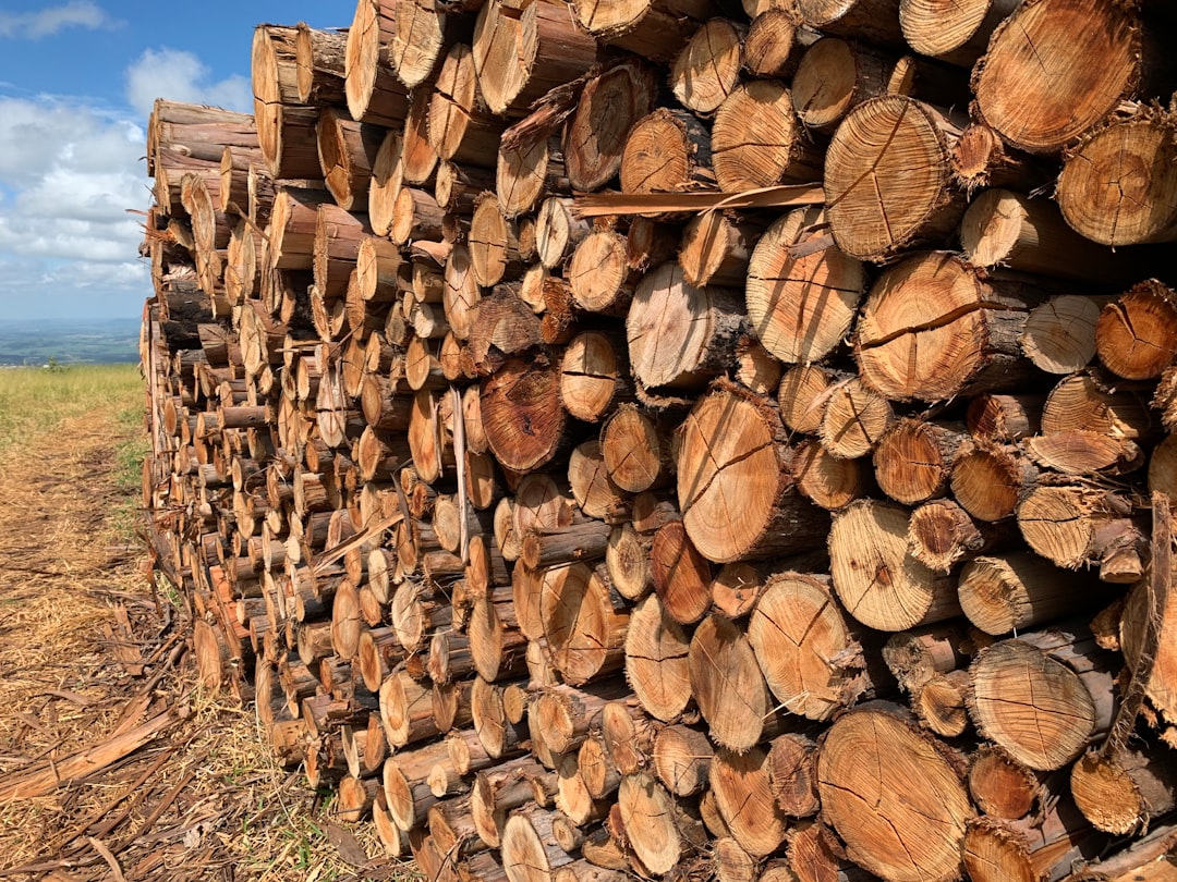 Dense tropical hardwood logs, the raw material behind premium charcoal