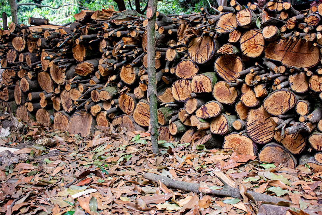 Stacked tropical hardwood logs, the raw material an OEM charcoal factory selects before carbonisation