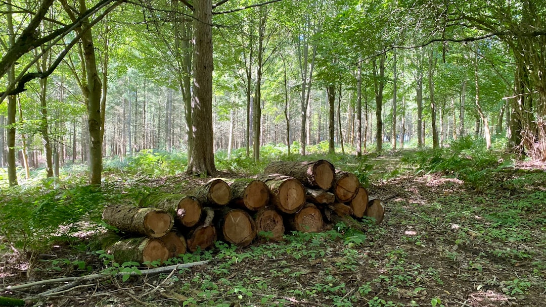 Dense tropical hardwood logs, the raw material behind premium charcoal
