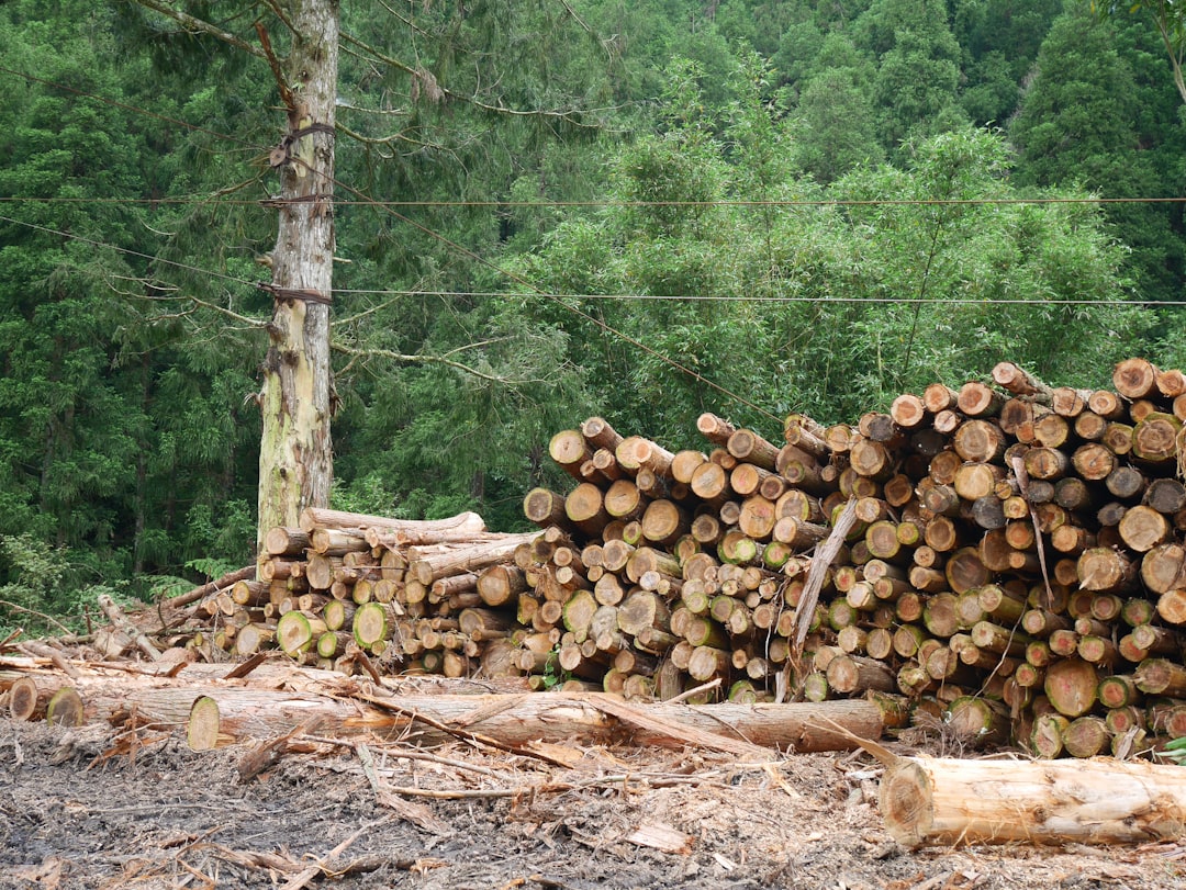 Dense tropical hardwood logs, the raw material behind premium charcoal