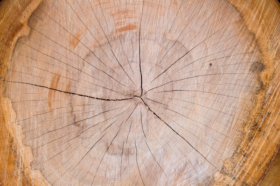 The cross section of dense hardwood, the starting point of every honest bag of lump charcoal