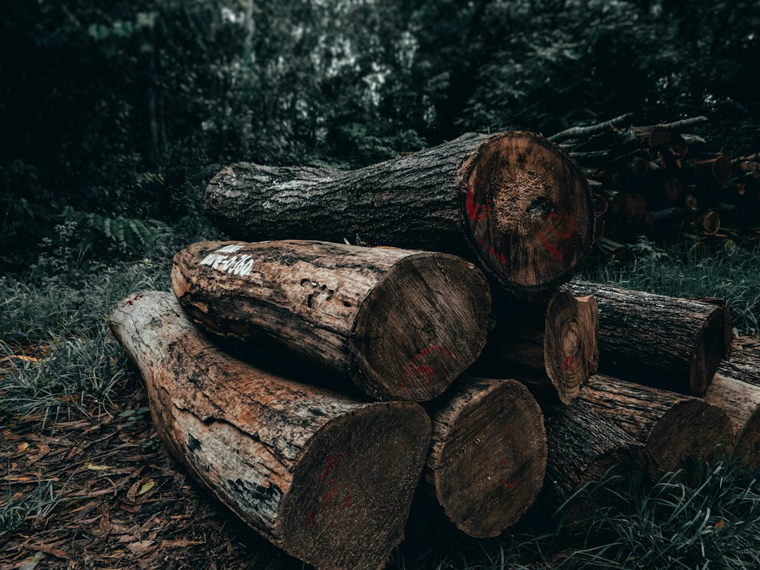Dense tropical hardwood logs, the raw material behind premium charcoal