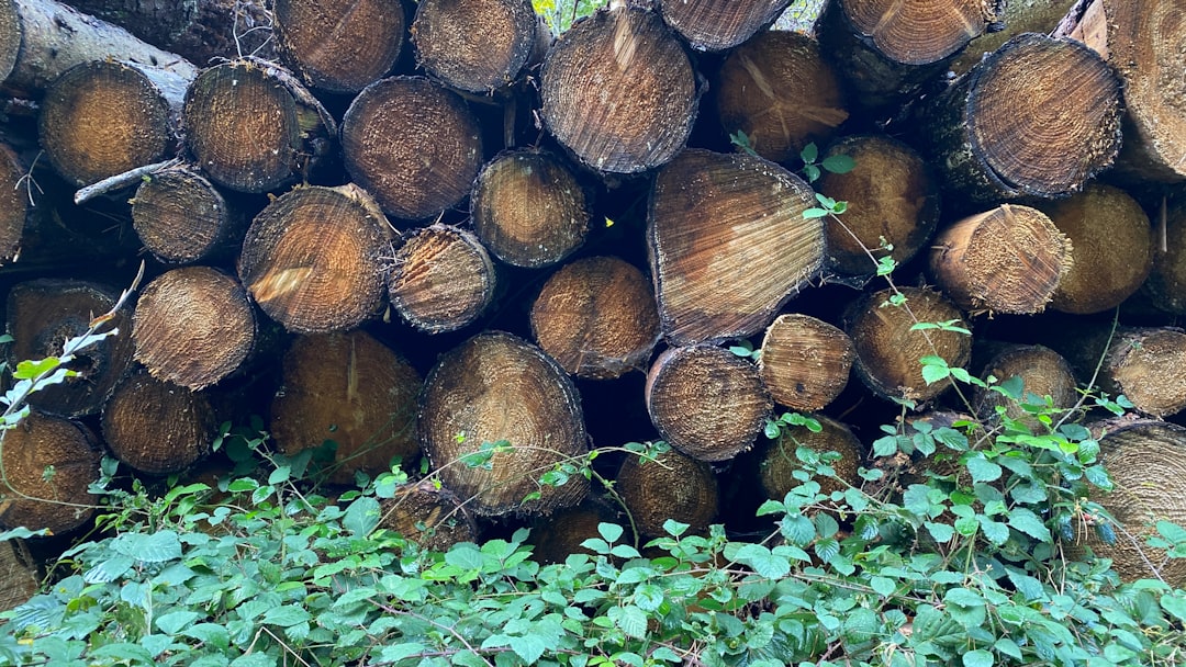 Dense tropical hardwood logs, the raw material behind premium charcoal — Sustainable Charcoal: Responsible Sourcing