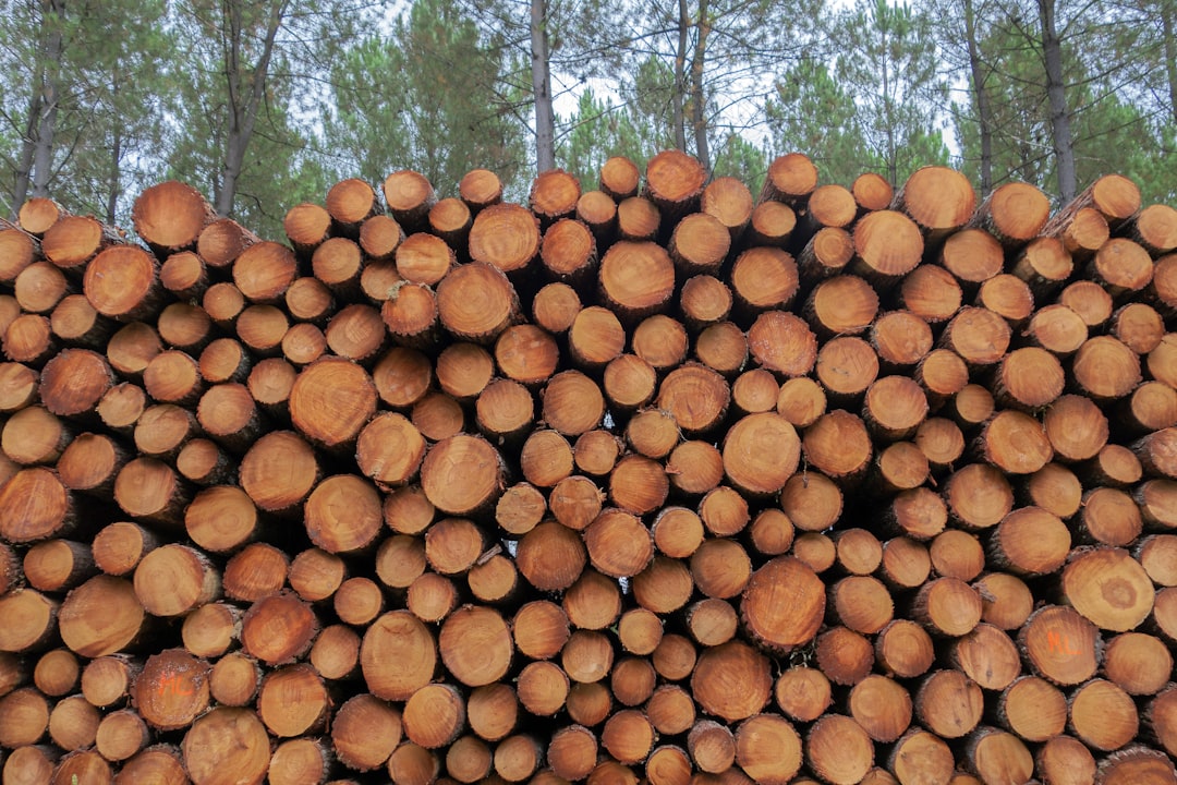 Dense tropical hardwood logs, the raw material behind premium charcoal