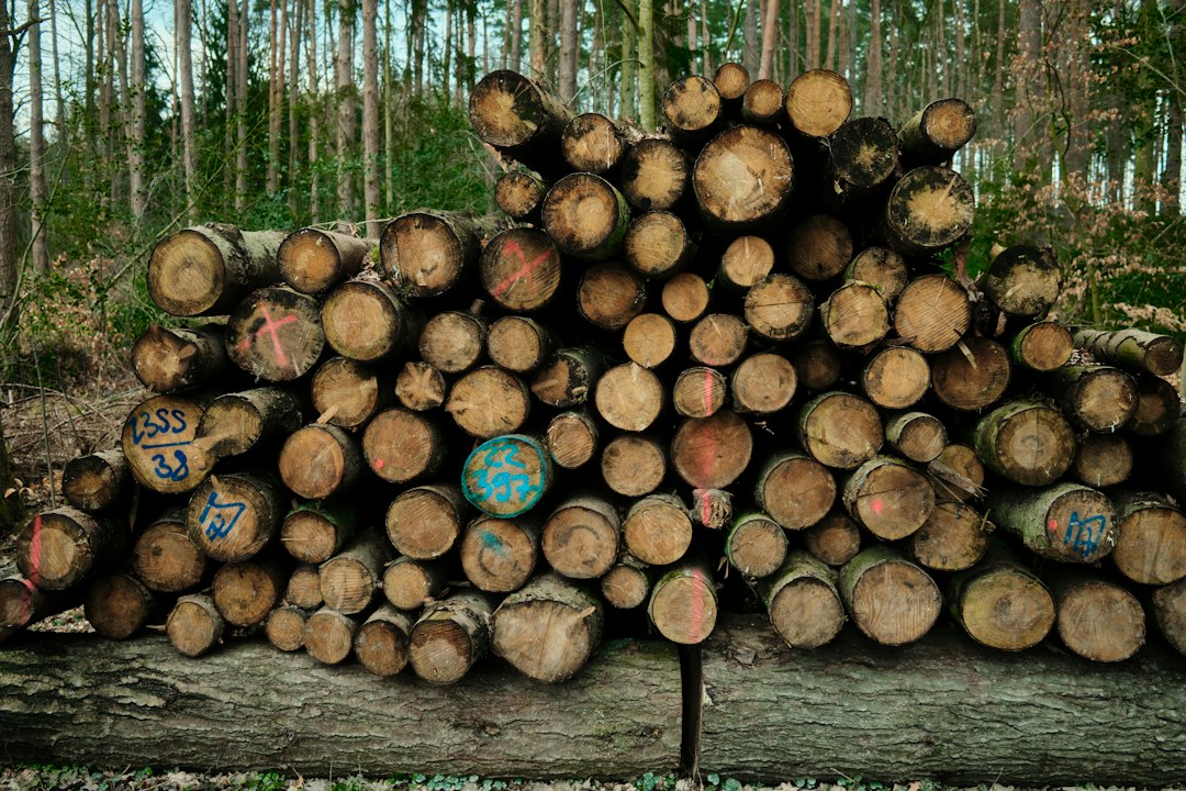 Dense tropical hardwood logs, the raw material behind premium charcoal