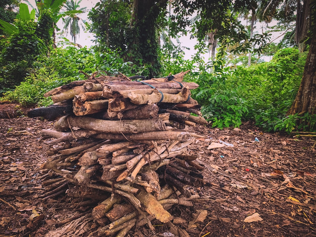 Dense tropical hardwood logs, the raw material behind premium charcoal — Wood Charcoal: How It Burns and Why It Matters