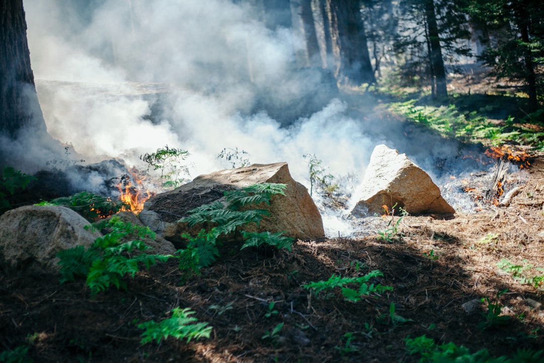 Smoke rising off a covered burn, the slow carbonisation stage behind every piece of binchotan