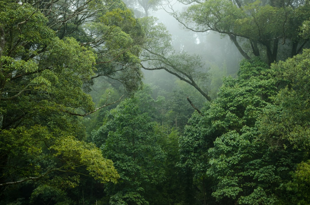 Tropical hardwood forest, the raw material that separates Indonesian binchotan from Japanese ubame oak