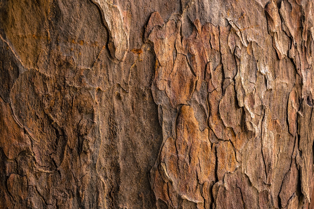 Dense hardwood bark and grain, the structure that survives the kiln as charcoal