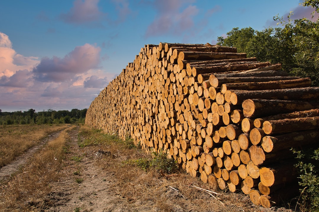 The log pile decides the charcoal: species and density set burn time before the kiln is even lit